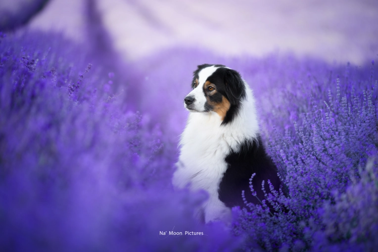 Photographie, Animal de compagnie, Artistique