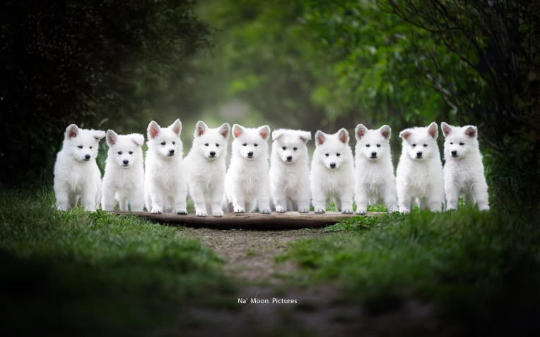 Photographie, Animal de compagnie, Artistique