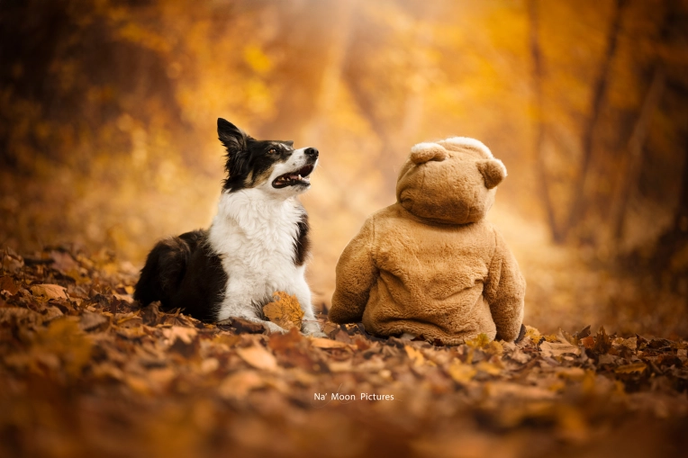 Photographie, Animal de compagnie, Artistique