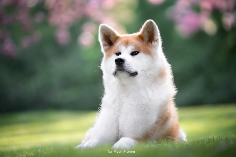 Photographie, Animal de compagnie, Artistique