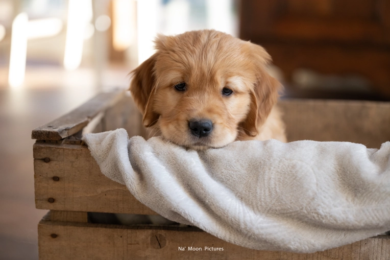 Photographie, Animal de compagnie, Artistique