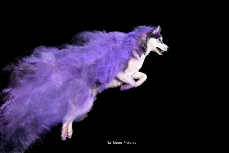 Photographie, Animal de compagnie, Artistique