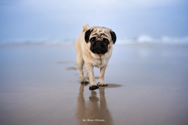 Photographie, Animal de compagnie, Lifestyle