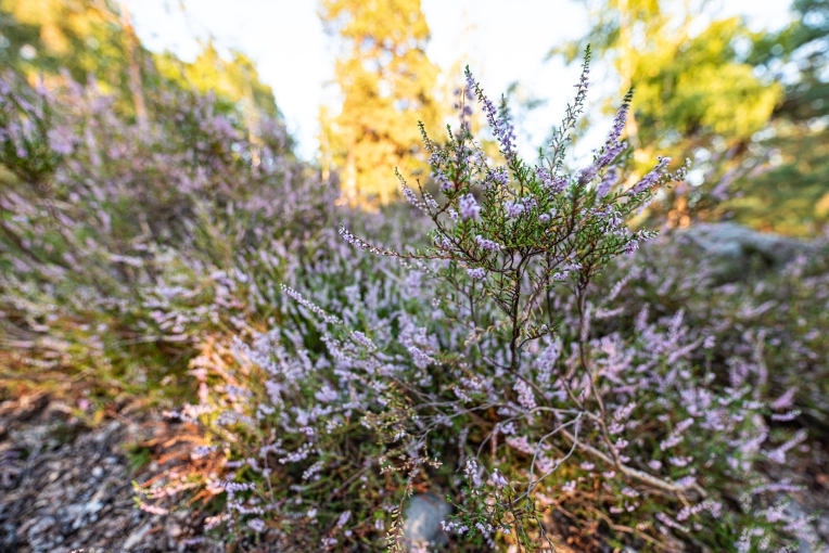 Photography, Nature, Traditional