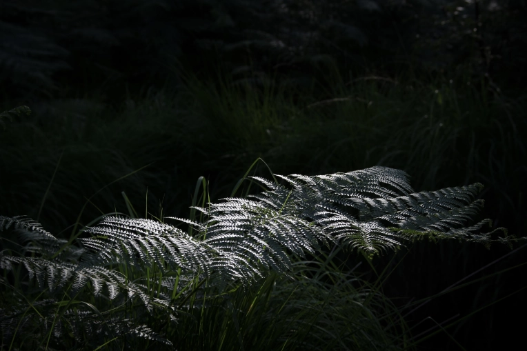 Photographie, Nature, Lifestyle