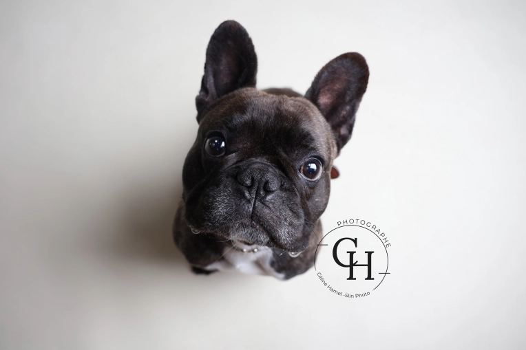 Animal de compagnie, Photo en studio, Traditionnel