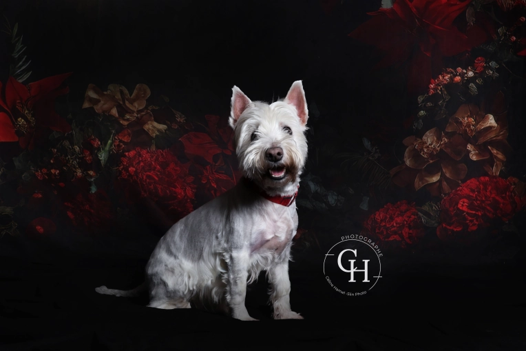 Animal de compagnie, Portrait, Photo en studio, Artistique, Traditionnel