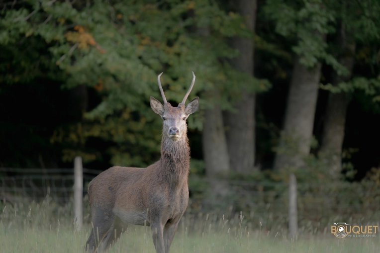 Photographie, Nature, Artistique, Traditionnel