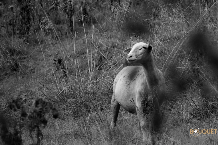 Photographie, Nature, Artistique, Traditionnel