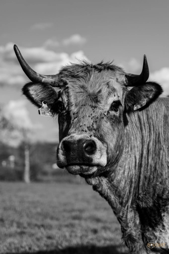 Photographie, Nature, Artistique, Traditionnel