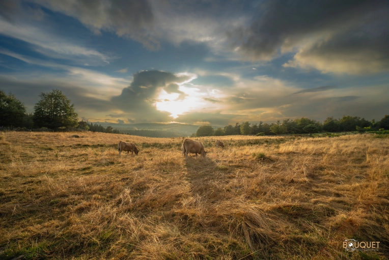 Photographie, Nature, Artistique, Traditionnel