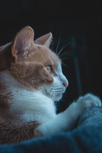 Photography, Pets, Traditional