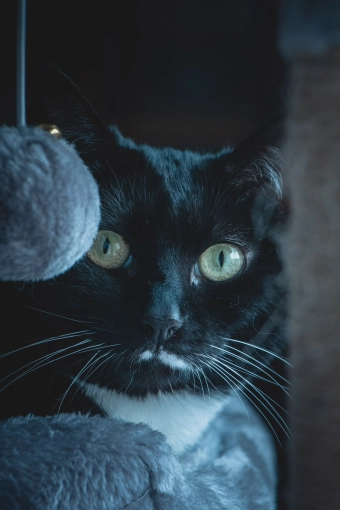 Photography, Pets, Traditional