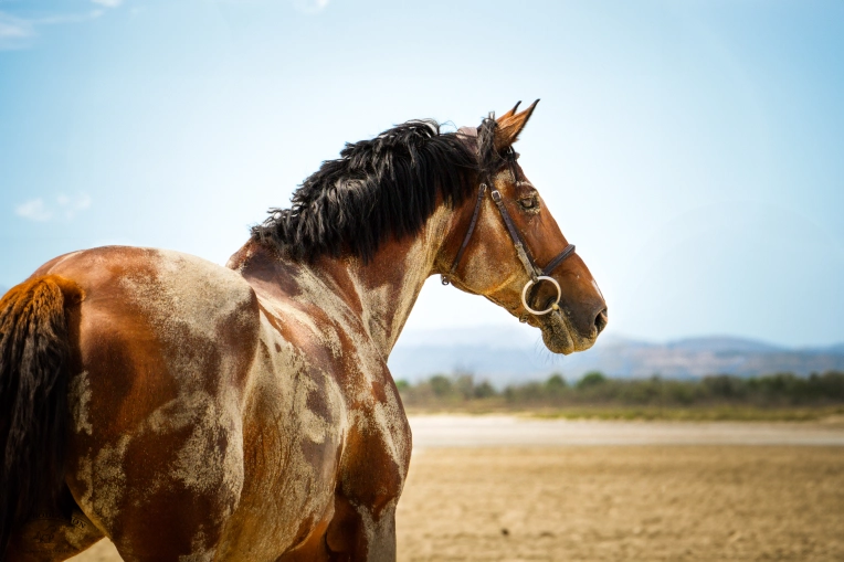 Photographie, Animal de compagnie, Artistique