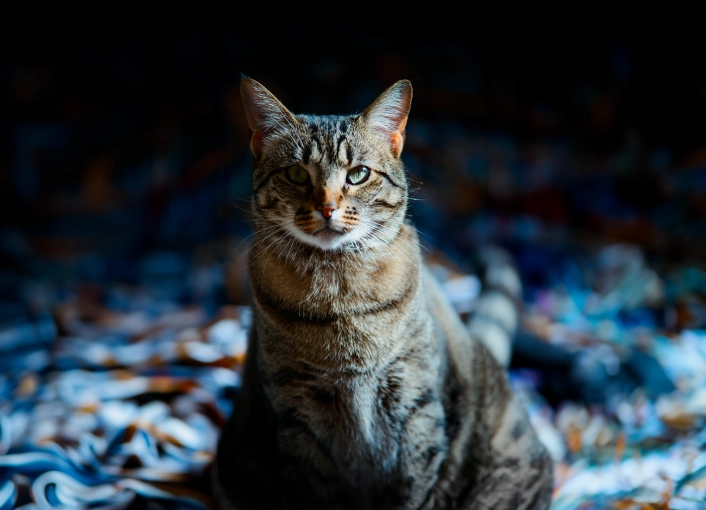 Photographie, Animal de compagnie, Artistique