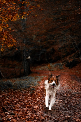 Photographie, Animal de compagnie, Artistique