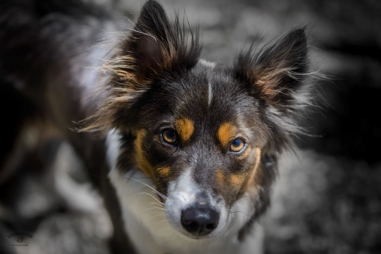 Photographie, Animal de compagnie, Vintage