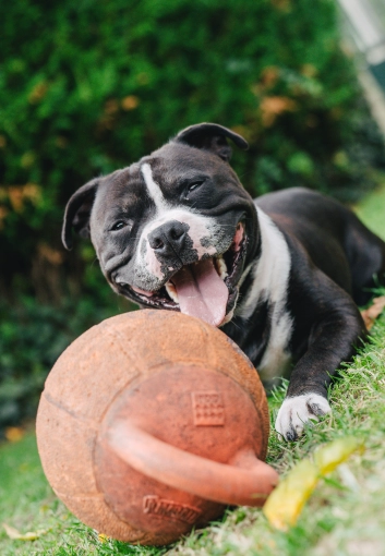 Photography, Pets, Artistic