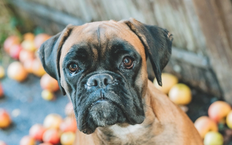 Photography, Pets, Artistic