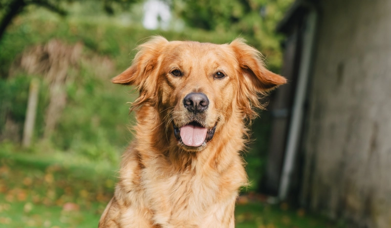 Photography, Pets, Lifestyle