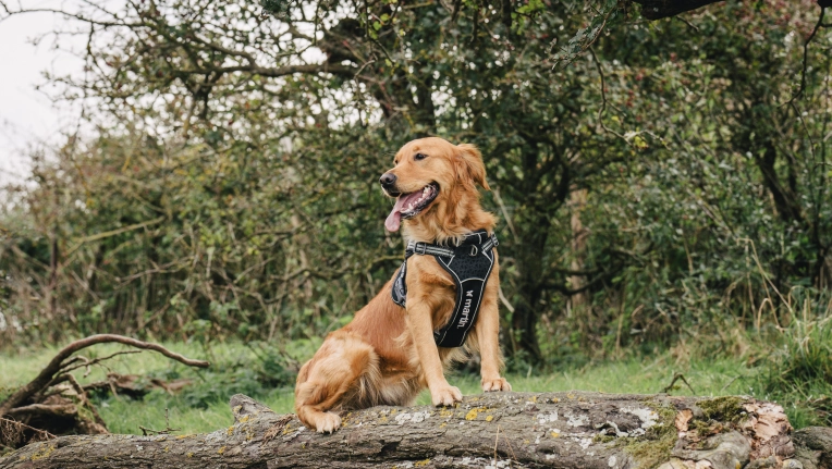 Photography, Pets, Lifestyle