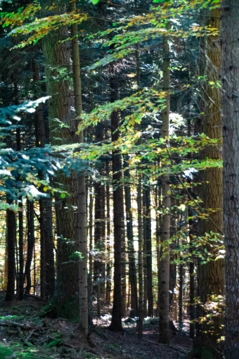 Photographie, Nature, Traditionnel