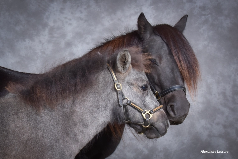 Photography, Pets, Portraits, Nature, Artistic