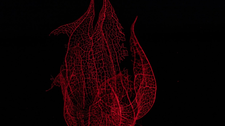 Photographie, Culinaire, Artistique