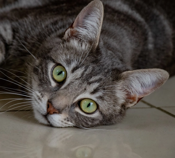 Photographie, Retouche photo, Animal de compagnie, Artistique
