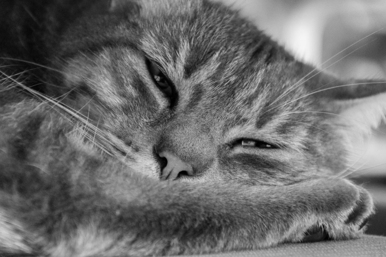 Photographie, Retouche photo, Animal de compagnie, Artistique
