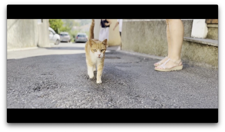 Photography, Video / Video Editing, Pets, Artistic