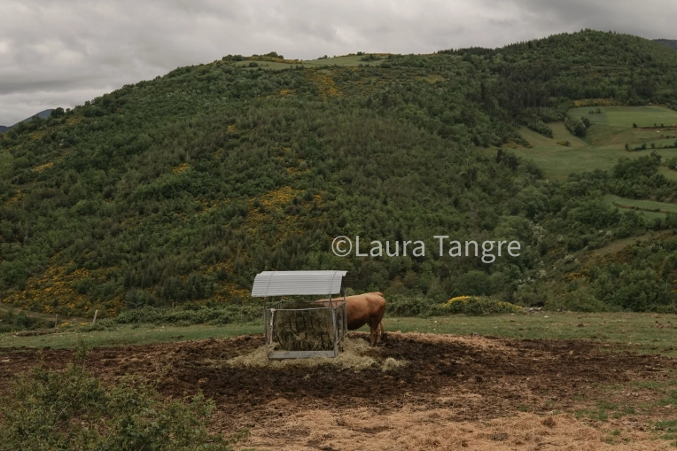 Photographie, Nature, Traditionnel