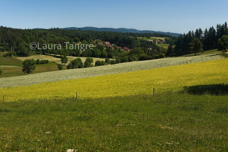Photographie, Nature, Traditionnel