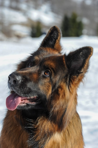 Photographie, Retouche photo, Animal de compagnie, Traditionnel, Lifestyle