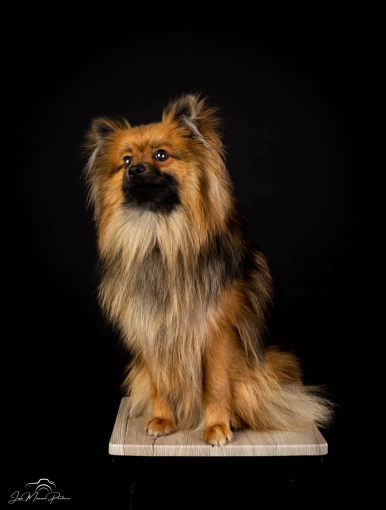 Photography, Pets, Artistic, Traditional