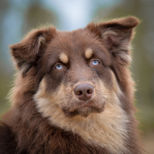 Photography, Pets, Traditional