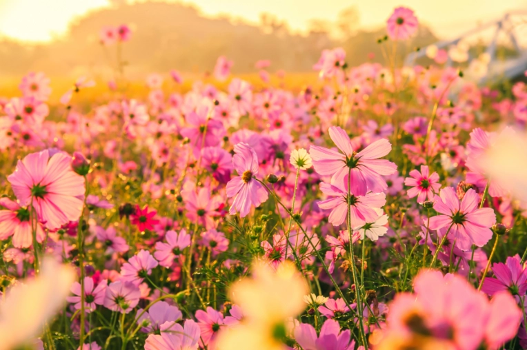 Photography, Nature, Artistic, Traditional