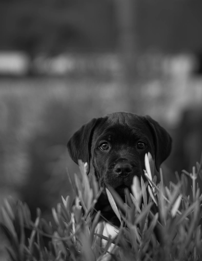 Photography, Photo retouching, Pets, Portraits, Artistic