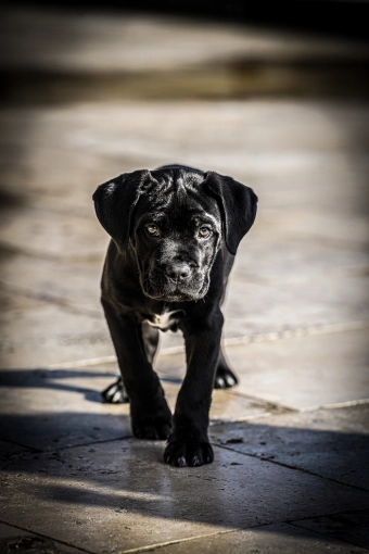 Photography, Photo retouching, Pets, Portraits, Artistic