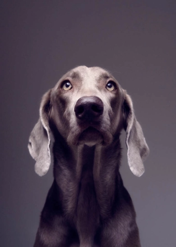Photographie, Animal de compagnie, Portrait, Traditionnel