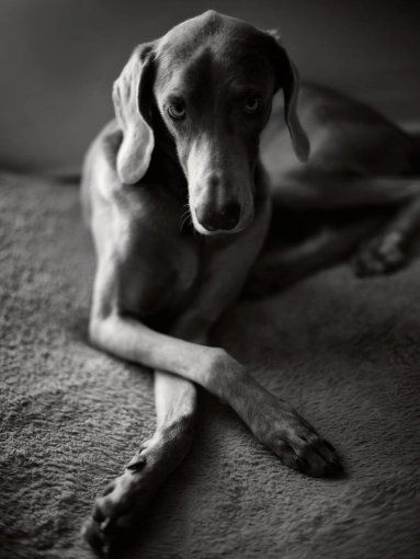 Photographie, Animal de compagnie, Portrait, Artistique, Traditionnel