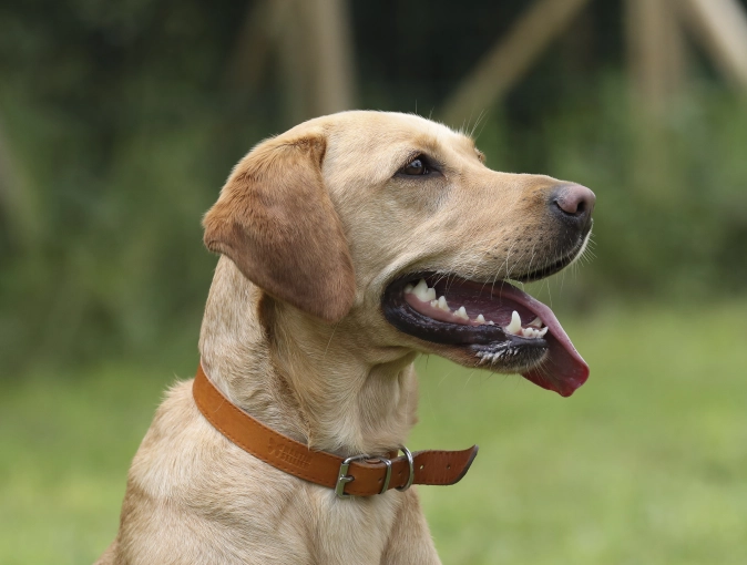 Photographie, Animal de compagnie, Traditionnel