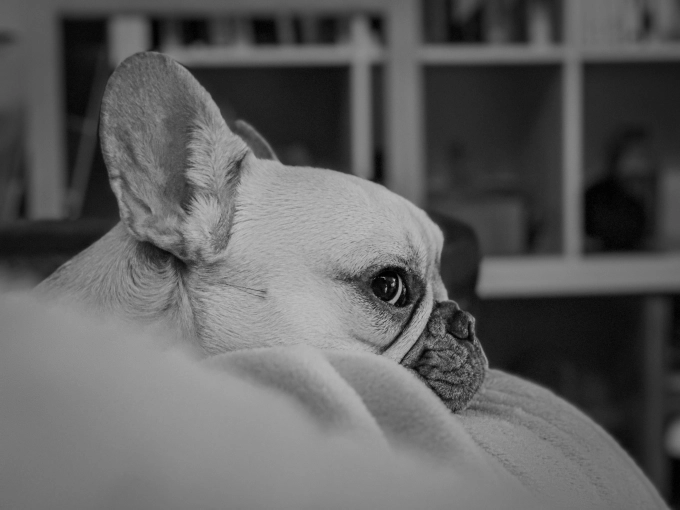 Photographie, Animal de compagnie, Artistique