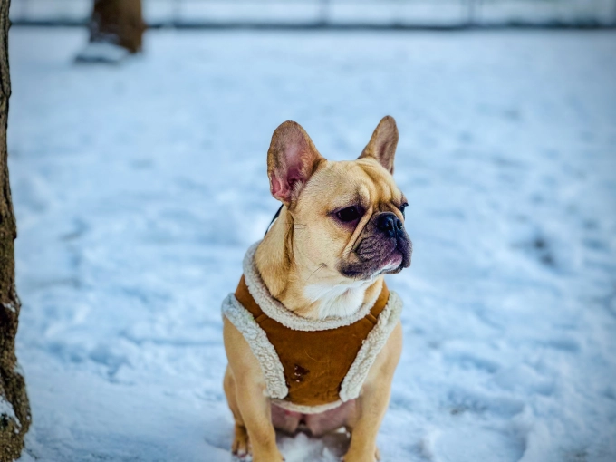 Photography, Pets, Artistic, Lifestyle