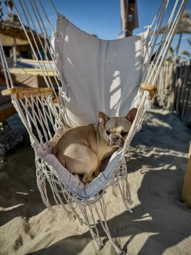 Photography, Pets, Artistic, Lifestyle