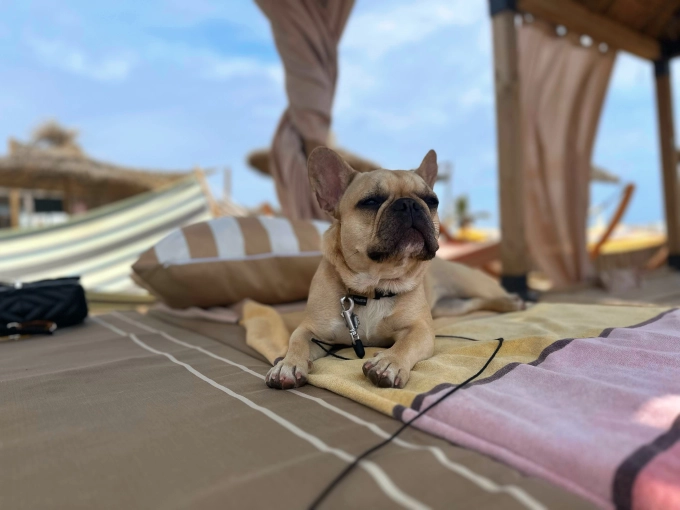 Photography, Pets, Artistic, Lifestyle