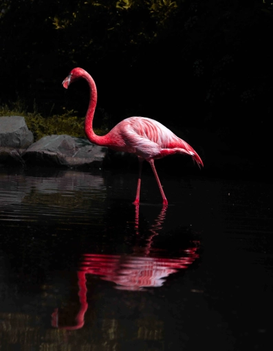 Photographie, Retouche photo, Animal de compagnie, Nature, Artistique