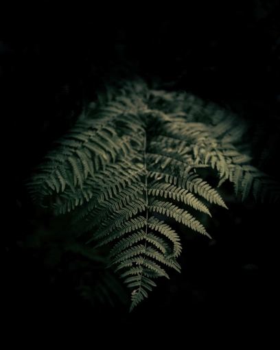 Photographie, Retouche photo, Nature, Artistique