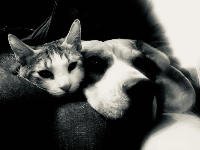 Animal de compagnie