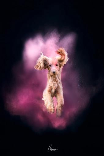 Photography, Pets, Artistic